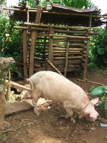 pig-rearing-muesok