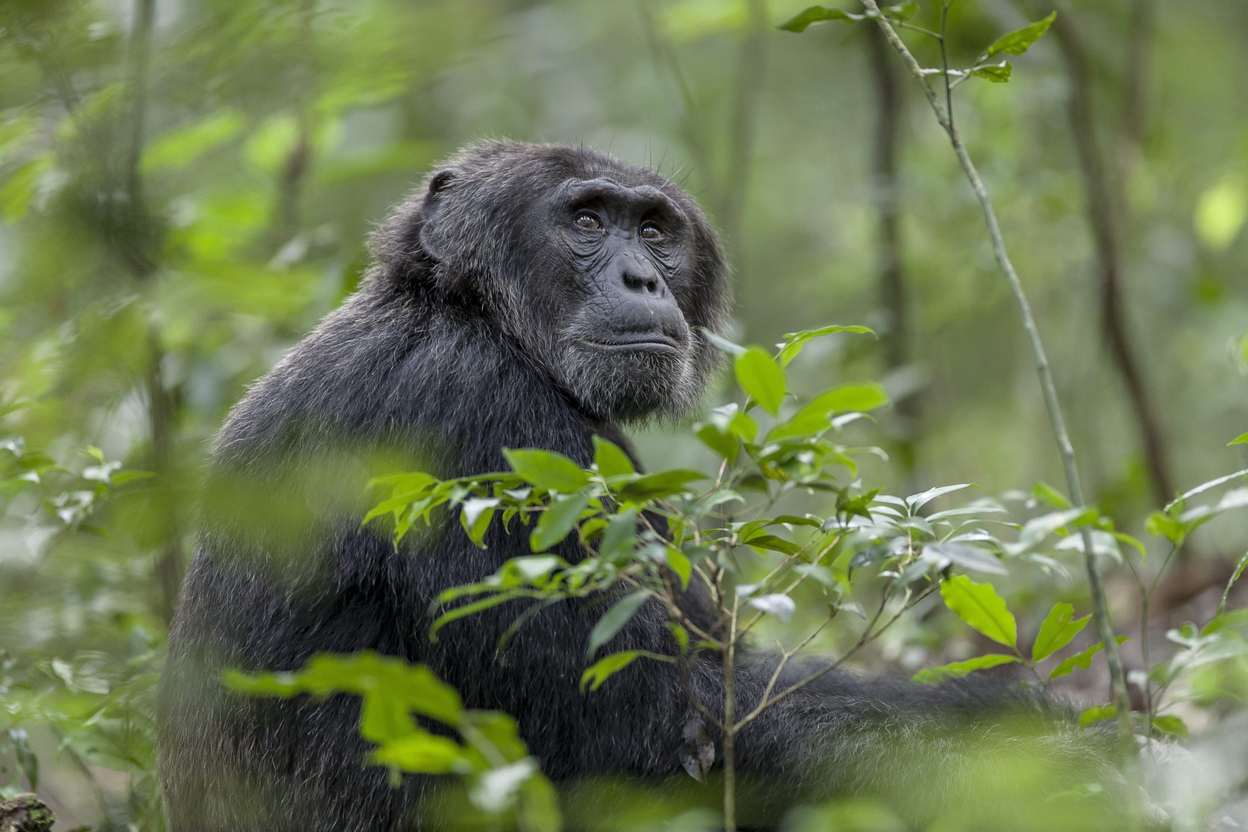 800px-amazon_manaus_forest_1